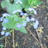 http://www.zimagez.com/avatar/20070402016brunneramacrophylla.jpg