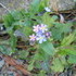 http://www.zimagez.com/avatar/20070402021myosotis.jpg