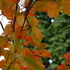 http://www.zimagez.com/avatar/amelanchier0.jpg