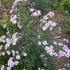 http://www.zimagez.com/avatar/asterlateriflorahorizontalisdscn0220.jpg
