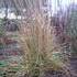 http://www.zimagez.com/avatar/calamagrostis-x-acutiflora-karl-foerster-hiver.jpg