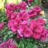 http://www.zimagez.com/avatar/chrysanthemedoublefuschia3.jpg