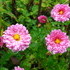 http://www.zimagez.com/avatar/chrysanthemummeikyo1.jpg