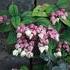 http://www.zimagez.com/avatar/clerodendrumthomsoniae.jpg