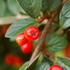 http://www.zimagez.com/avatar/cotoneasterfranchetiifruit0.jpg