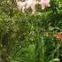 http://www.zimagez.com/avatar/crinum-aphrodite-2007-03.jpg