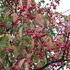 http://www.zimagez.com/avatar/euonymushamiltonianusvarhians.jpg