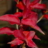 http://www.zimagez.com/avatar/forsythiaovata0.jpg