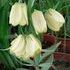 http://www.zimagez.com/avatar/fritillariapallidiflora03050602.jpg