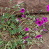 http://www.zimagez.com/avatar/geraniumsubcaulescens.jpg