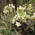 http://www.zimagez.com/avatar/hellebores002.jpg