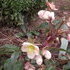 http://www.zimagez.com/avatar/hellebores0030.jpg