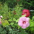 http://www.zimagez.com/avatar/hibiscusmoscheutos1.jpg