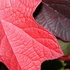 http://www.zimagez.com/avatar/hydrangeaquercifolia0.jpg