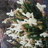 http://www.zimagez.com/avatar/img3711-roscoeacautleoidesgrandiflora1.jpg