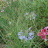 http://www.zimagez.com/avatar/jardinamethiste.jpg