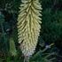 http://www.zimagez.com/avatar/kniphofiagreenjade10080702.jpg