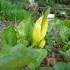 http://www.zimagez.com/avatar/lysichiton-americanus-et-caltha-palustris.jpg