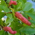 http://www.zimagez.com/avatar/magnoliasoulangeanalennei.jpg