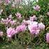 http://www.zimagez.com/avatar/magnolia-heaven-scent-jpm2006.jpg