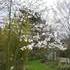 http://www.zimagez.com/avatar/magnolia-loebneri-merril-2.jpg