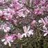 http://www.zimagez.com/avatar/magnolia-x-loebneri-leonard-messel-hoftersaksen.jpg