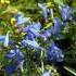 http://www.zimagez.com/avatar/penstemon-heterophyllus-blue-springs-from-jr-croise.jpg