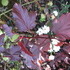 http://www.zimagez.com/avatar/physocarpusopulifolius.jpg
