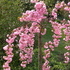 http://www.zimagez.com/avatar/prunusserrulatakikushidare33.jpg