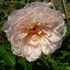 http://www.zimagez.com/avatar/roses110.jpg