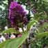 http://www.zimagez.com/avatar/tibouchinagrandiflora2.jpg