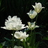 http://www.zimagez.com/avatar/tmounttacomaetviridifloraspringgreen.jpg