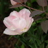 http://www.zimagez.com/avatar/tulipaangelique2.jpg