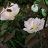 http://www.zimagez.com/avatar/tulipaangeliquedsclematisrectapurpurea.jpg