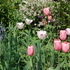http://www.zimagez.com/avatar/tulipamenton.jpg