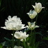 http://www.zimagez.com/avatar/tulipamounttacomaetviridiflora.jpg