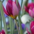 http://www.zimagez.com/avatar/tulipapulchella.jpg
