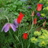 http://www.zimagez.com/avatar/tulipeslilliflora.jpg
