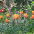 http://www.zimagez.com/avatar/tulipesprincesseirene6.jpg