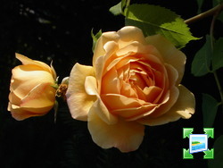 http://www.zimagez.com/miniature/221jn-rosiergoldencelebration.jpg