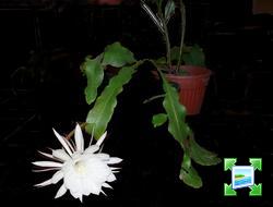 http://www.zimagez.com/miniature/epiphyllum-oxypetalum-30062008-1.jpg