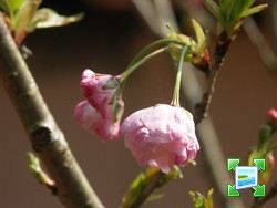 http://www.zimagez.com/miniature/fleurshogetsu1.jpg