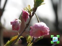 http://www.zimagez.com/miniature/fleurshogetsu2.jpg
