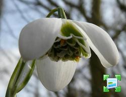 http://www.zimagez.com/miniature/galanthus-hippolyta-2009-2.jpg