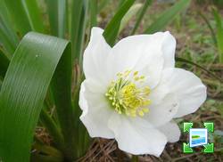 http://www.zimagez.com/miniature/helleb-niger-tardive-iris-fetide-24022007.jpg