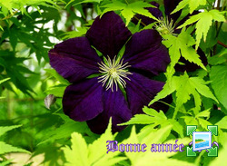 http://www.zimagez.com/miniature/jardin2009263small-1.jpg