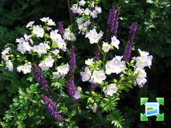 http://www.zimagez.com/miniature/jardin2axel012.jpg