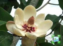 http://www.zimagez.com/miniature/magnoliaaffhypoleuca.jpg