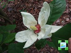 http://www.zimagez.com/miniature/magnoliacharlescoates.jpg