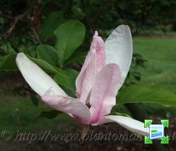 http://www.zimagez.com/miniature/magnoliajane.jpg